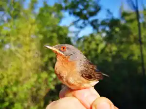 Inventaire ornithologie , écologie bureau étude indépendante lucile béguin oiseaux