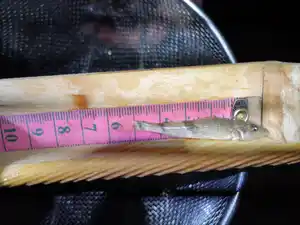 étude scientifique bureau études naturaliste lucile béguin