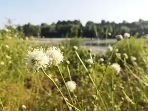 botanique drôme bureau étude indépendante lucile béguin